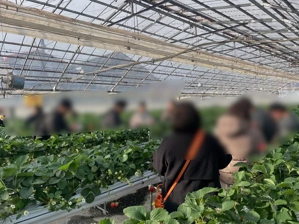 いちご狩りを楽しむ人々